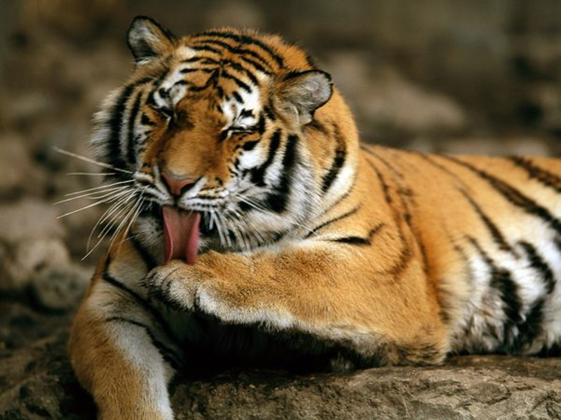 The Amur Tiger, a magnificent animal
