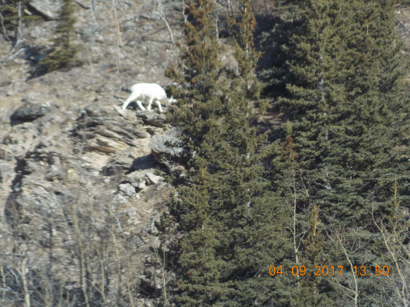We saw Dall sheep on the hillsides
