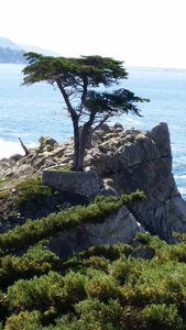 The famous Lone Cypress