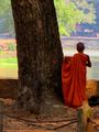 The young Monk and the tree