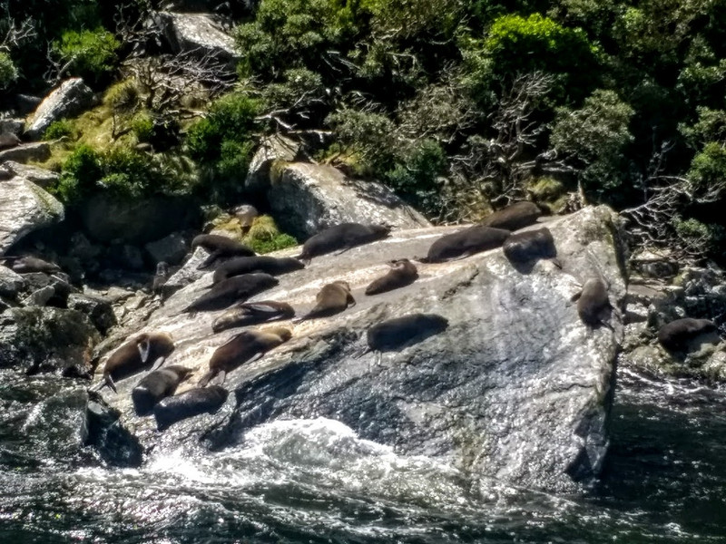 seals at Milford Sound