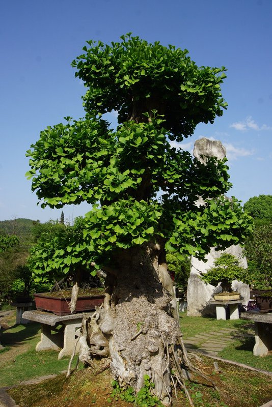A magnificent gingko  bonsai 