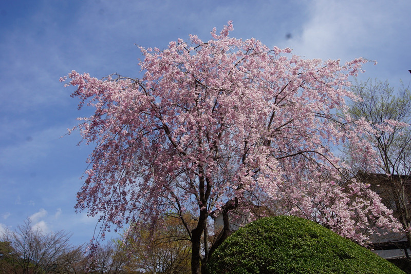 Cherry is still blooming in Nagoya