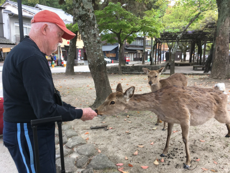 Greeting by friendly deer