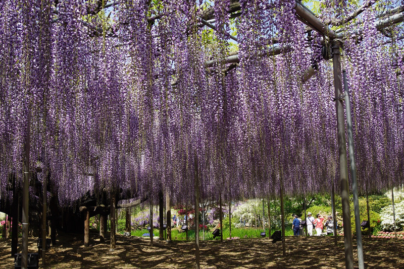 The giant wisteria needs lots of support