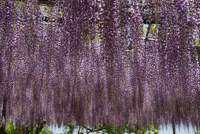 it's not quite full bloom yet but already spectacular!