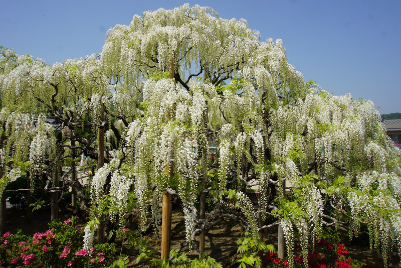 A first glance of a white wisteria 