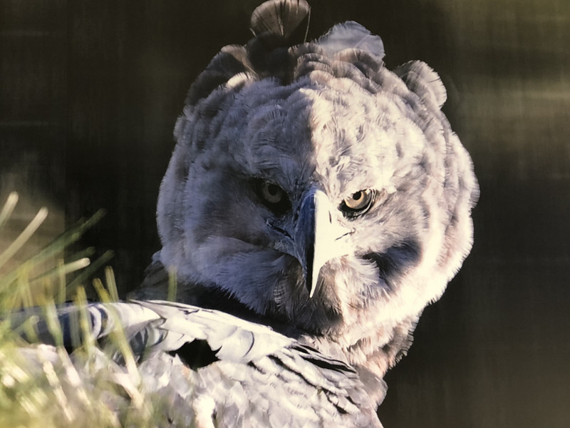 Harpy Eagle 🦅 Panamas national animal #harpyeagle #panamatattoo