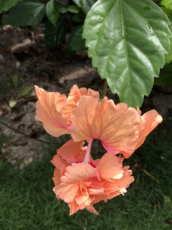 a double flowered hibiscus 