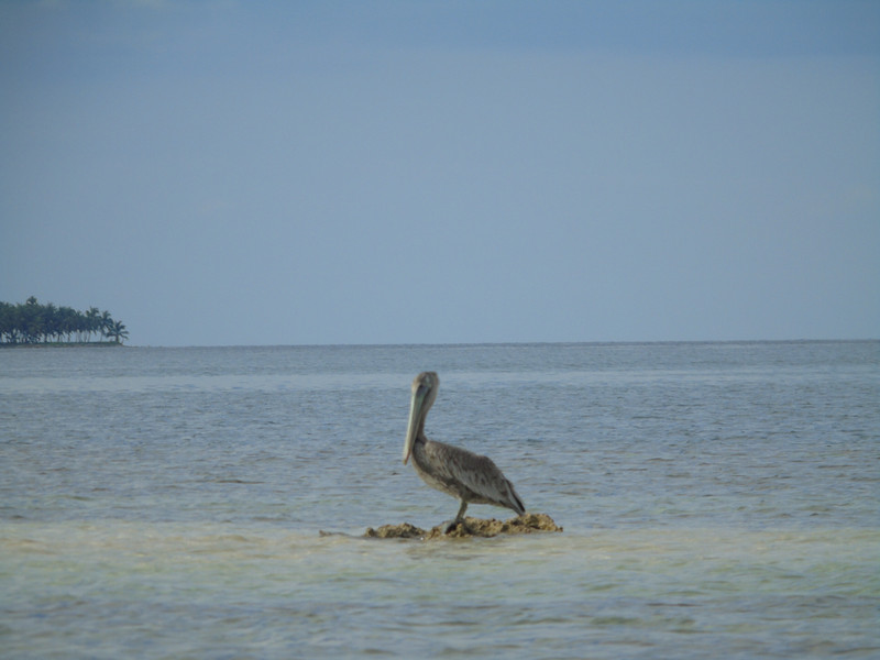 lots of pelicans around the Island 