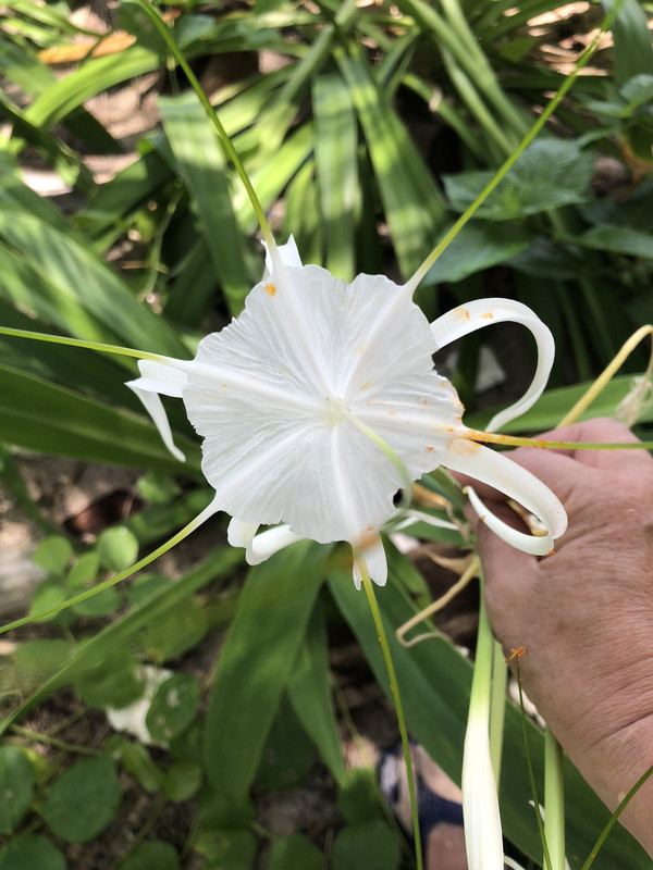 a wild Nile lily 