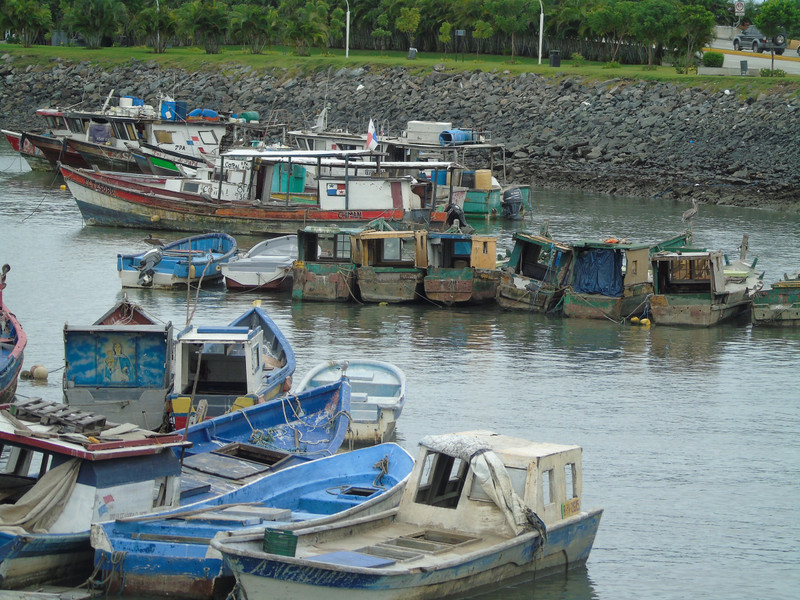 Fish boats in the harbor