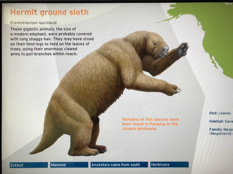 extincted giant sloth 