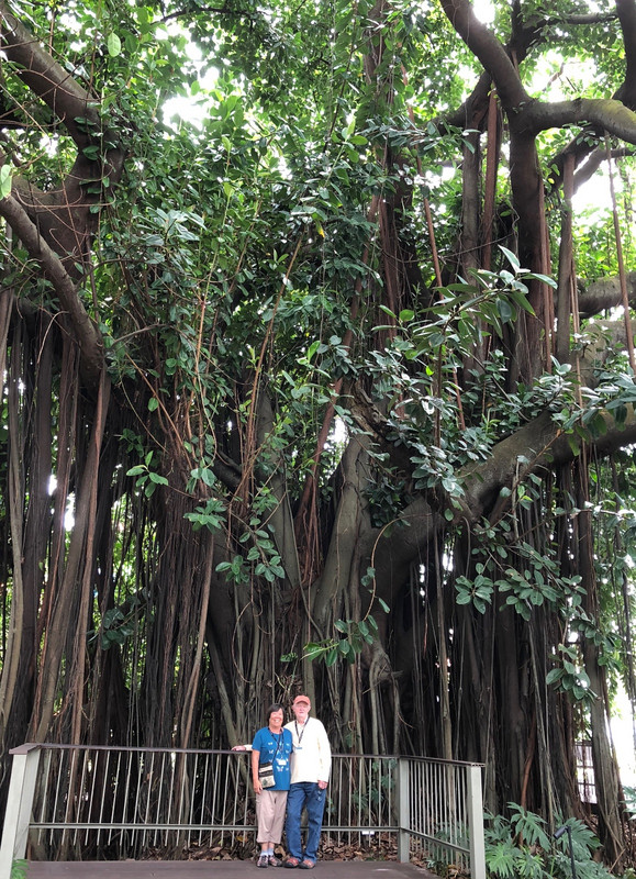 Giant rubber tree in the garden