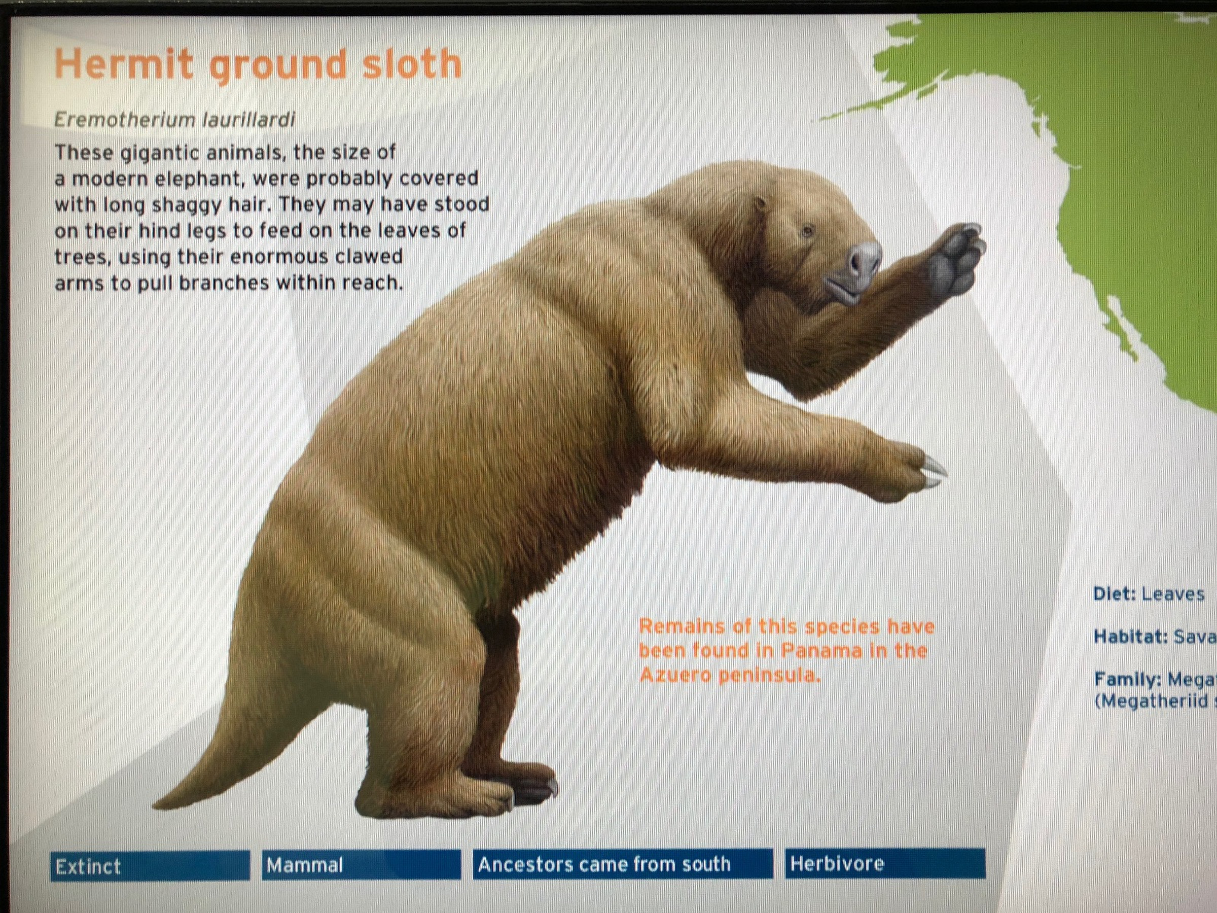 giant sloth from aldi