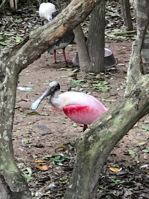 flat mouth pink bird