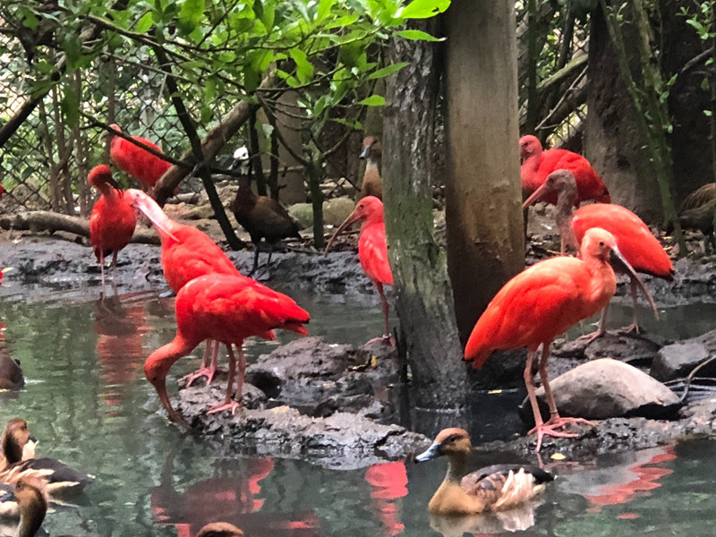 never see birds in this brilliant red color