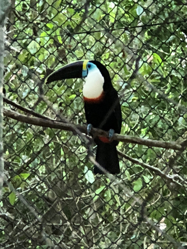 a blue toucan