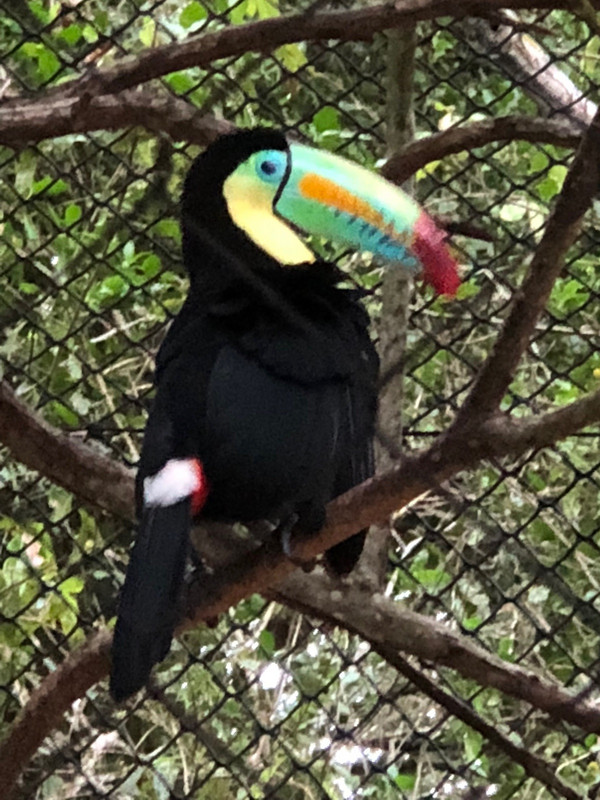 a rainbow color toucan