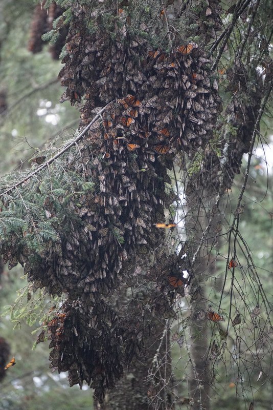 Cluster of monarchs huddle together to keep warm