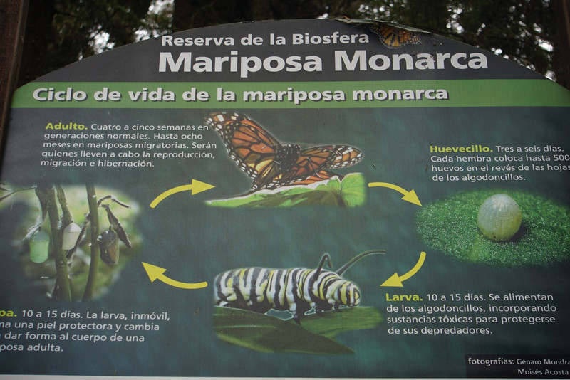 Life cycle of Monarch butterfly