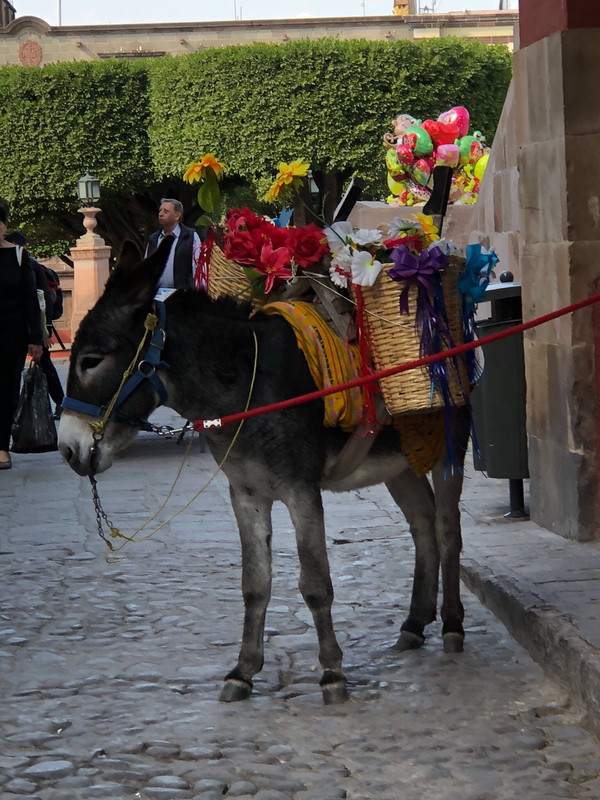 A Donkey selling flowers