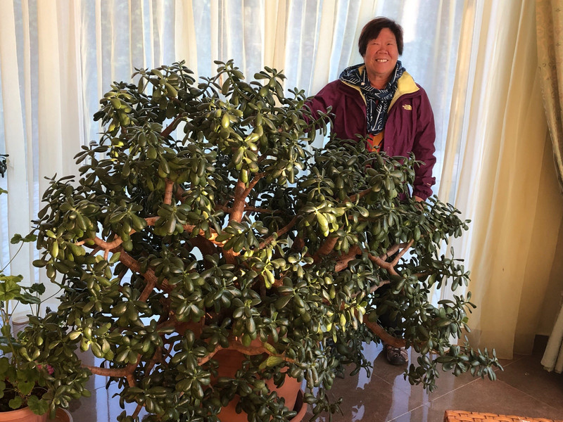 A giant Jade Plant