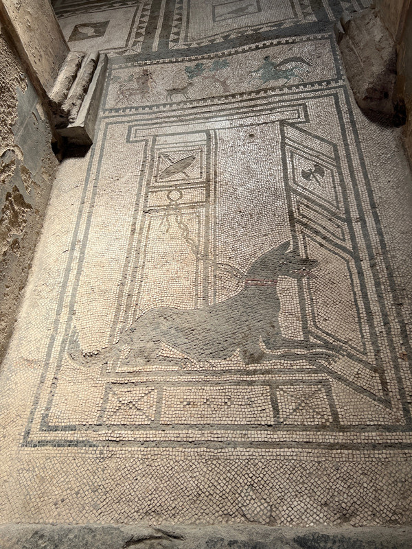 Dog mosaics on the floor
