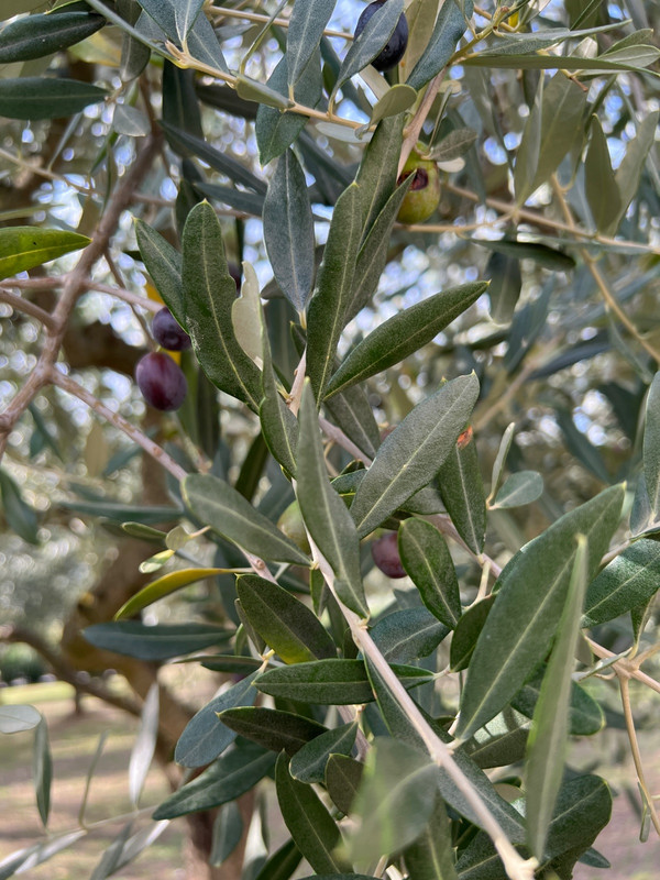 Olive tree is loaded this year