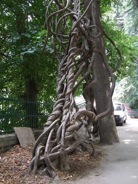 tree in naggar