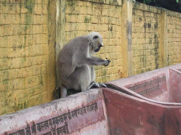 monkey in rishikesh