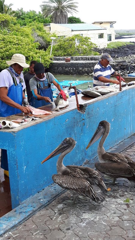 Pelicans hoping for scraps at the fish market- there was a sealion under the counter but you can't quite see him! 