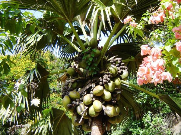Female Coco de Mer Palm