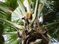 Male Coco de Mer Palm