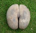 The Coco de Mer Palm Nut