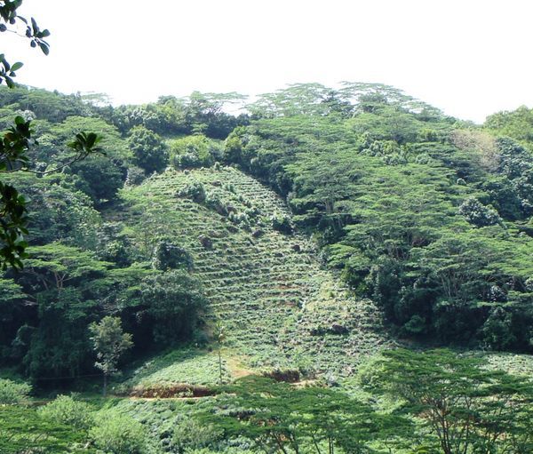 Hillside tea plantation