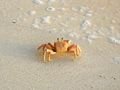 Pink Ghost Crab