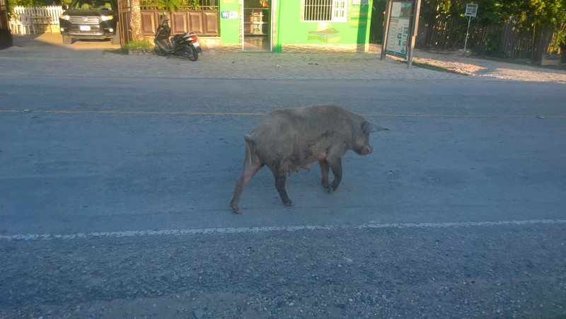 Why did the pig cross the road 