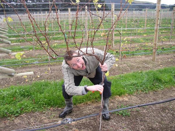 Dave's 'how not to prune