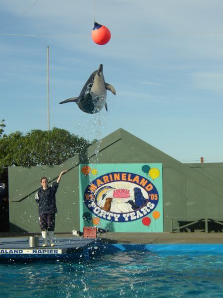 dolphin with ball