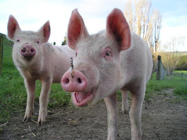 Laughing pigs