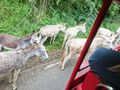 Donkeys along the Road