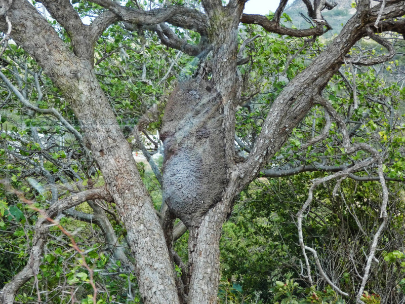 Huge Termine Nest