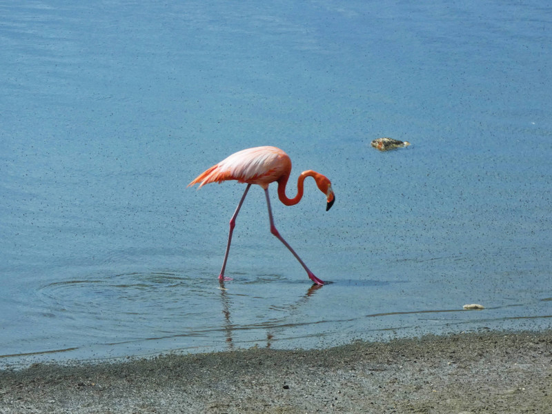 Flamingo along shore
