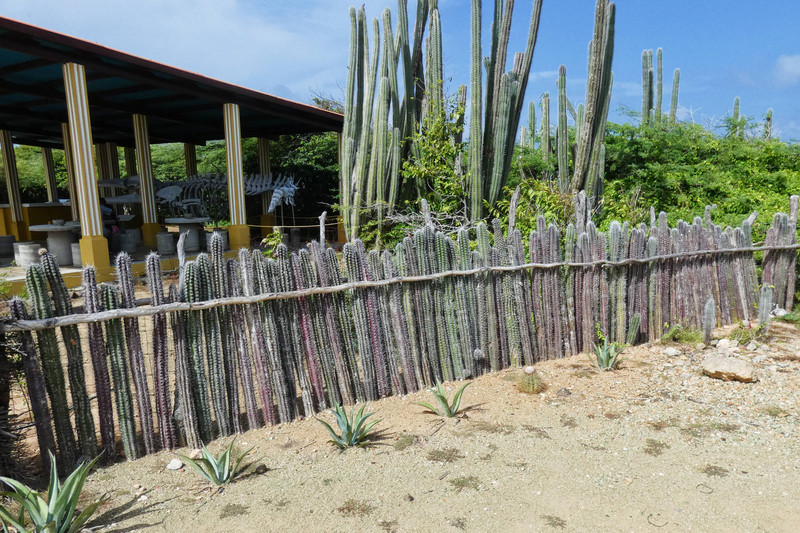 Cactus Fence