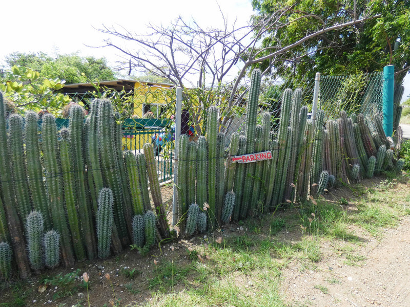 Another Cactus Fence