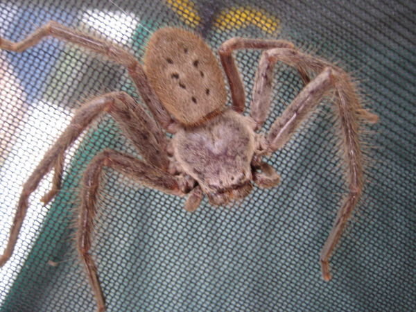 The Huntsman we had to remove from our tent