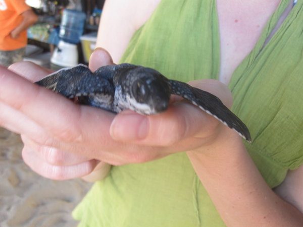 Sarah and a 10 hour old Leatherback Turtle