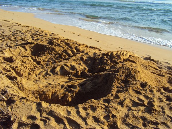 Turtle nest camouflaging