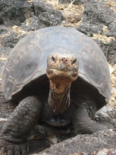 Male Tortoise